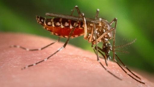 Mosquito 'Aedes aegypti', transmissor do vírus da dengue