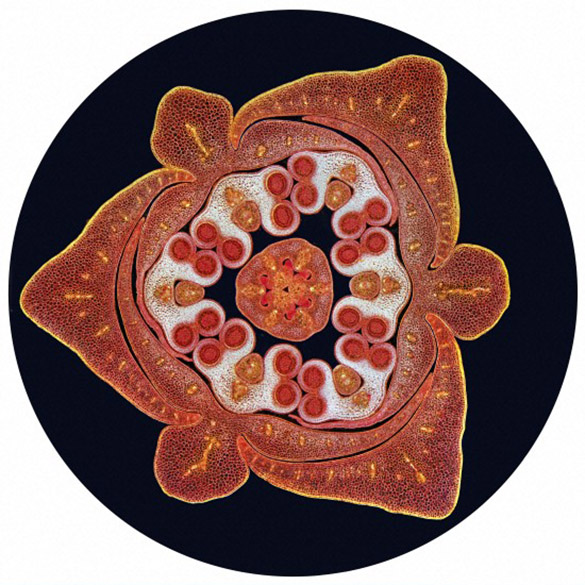 <p>Corte transversal de um botão de lírio, mostrando o órgão reprodutor masculino e feminino</p>