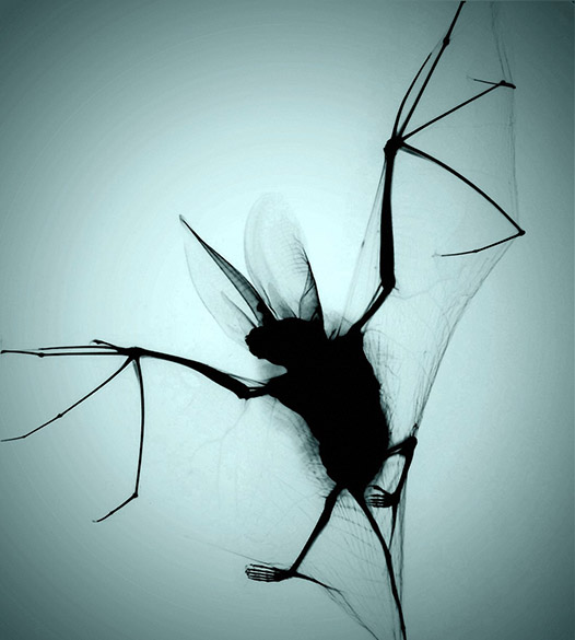 <p>Raio-x de um morcego com orelhas grandes</p>