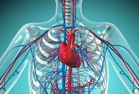Doenças cardíacas: segundo especialistas, a proporção de mortes em função de problemas cardiovasculares aumenta conforme a população envelhece