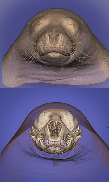 <p>Tomografia em 3D de cabeça de foca</p>