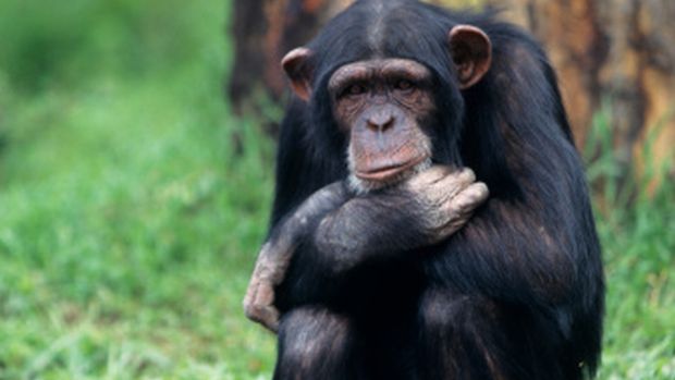 Luto: chimpanzés exibem comportamentos semelhantes aos dos humanos, também na hora da morte