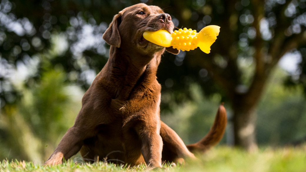 Cachorro da raça labrador