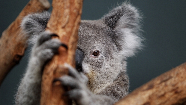 Folhas de eucalipto são o principal alimento dos coalas