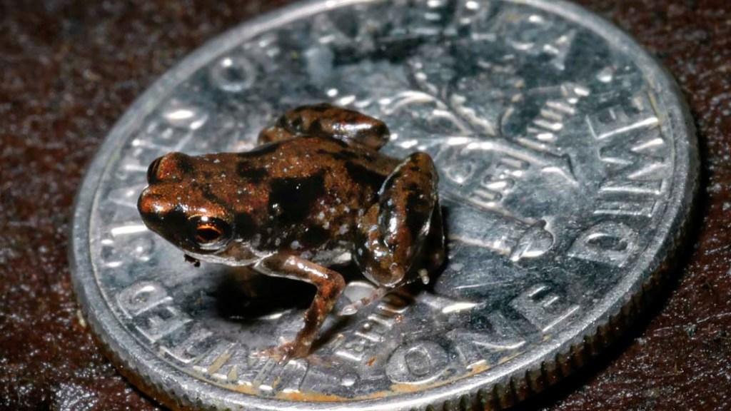 Espécime macho do Paedophryne amauensis. O menor vertebrado do mundo cabe em cima do dime, moeda americana que vale dez centavos de dólar
