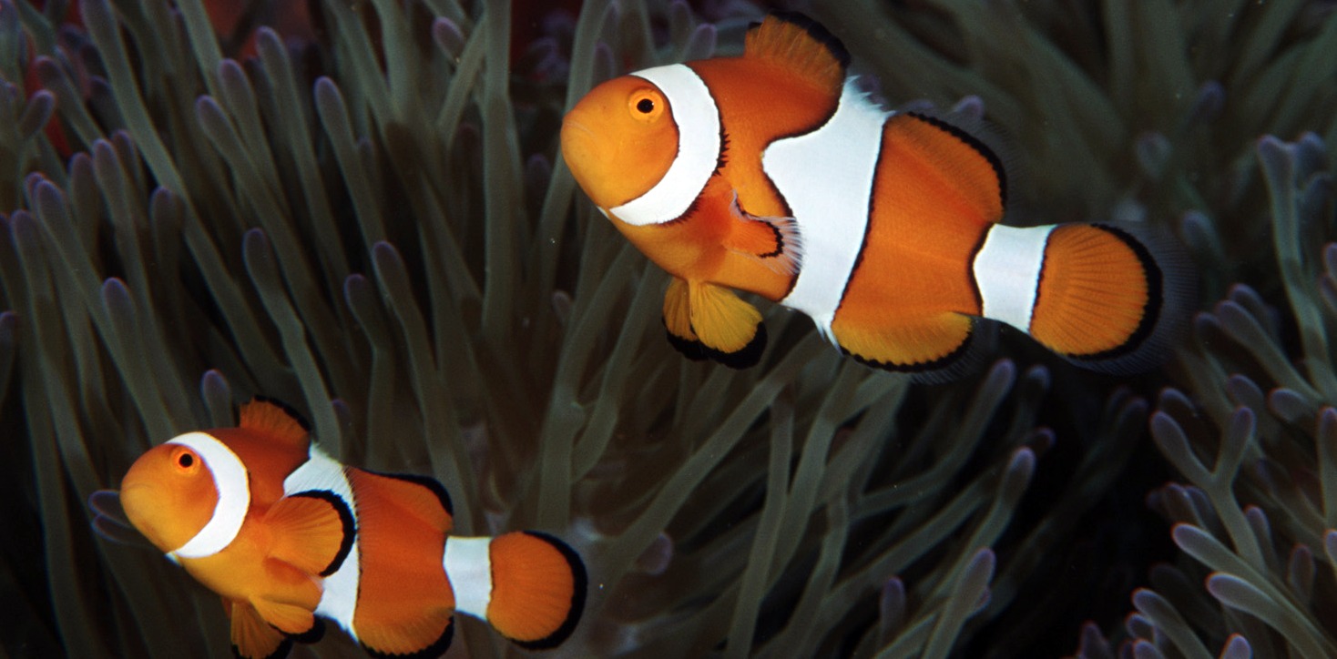 O comportamento dos peixes foi estudado na costa de Papua Nova Guiné, que é naturalmente ácida