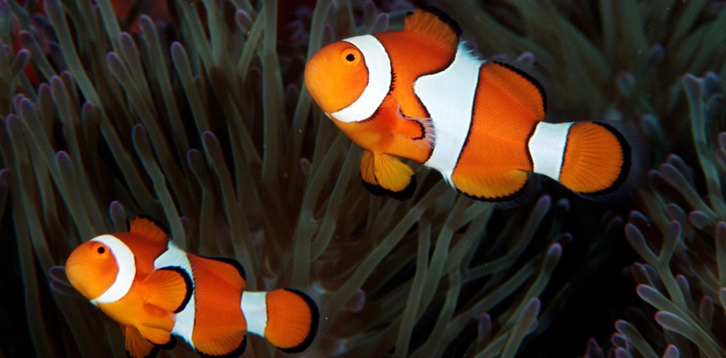 O comportamento dos peixes foi estudado na costa de Papua Nova Guiné, que é naturalmente ácida