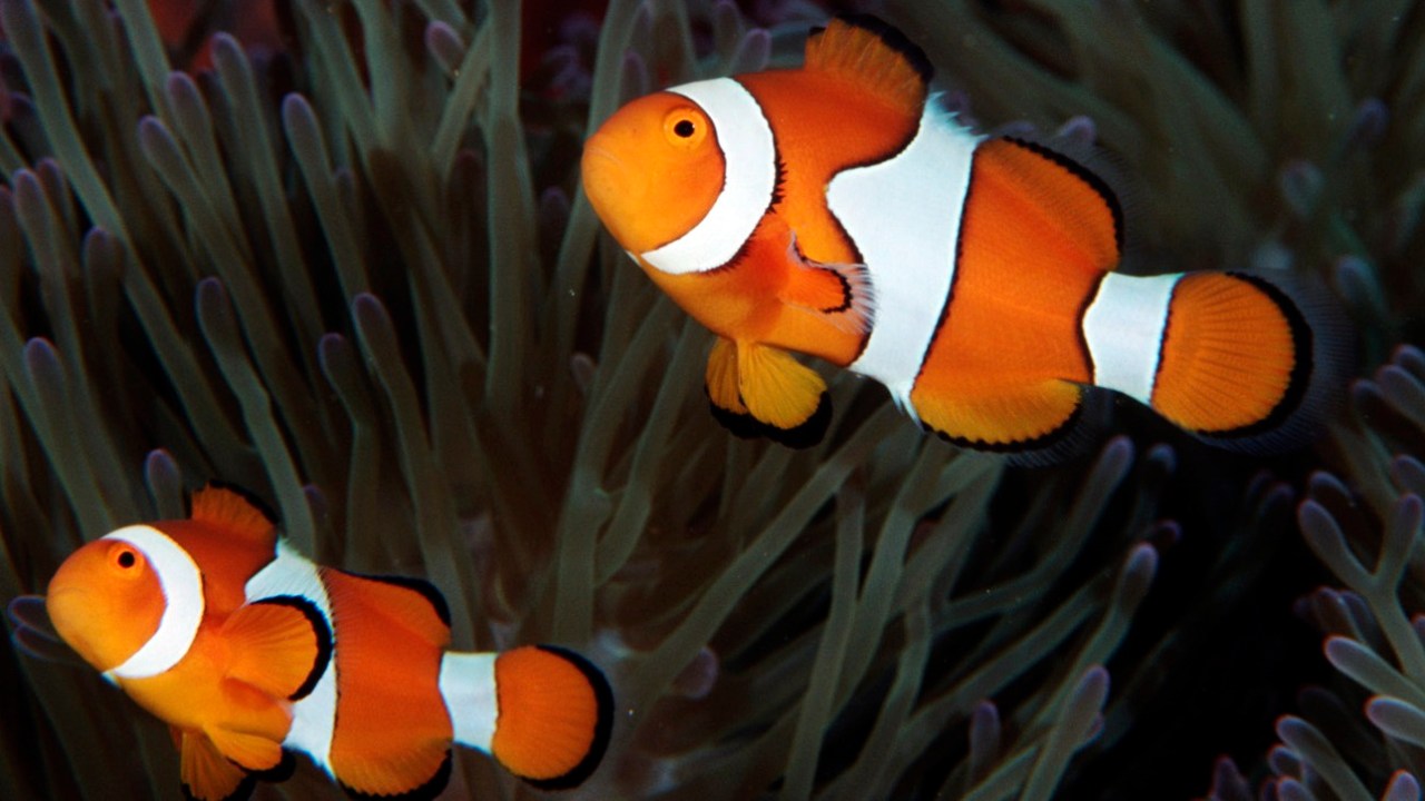 O comportamento dos peixes foi estudado na costa de Papua Nova Guiné, que é naturalmente ácida