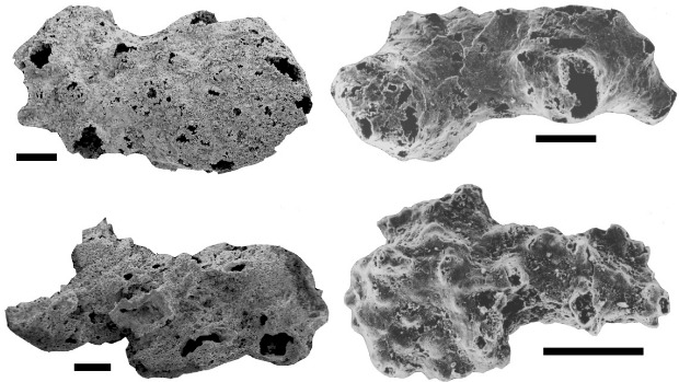 Fósseis de esponjas de 760 milhões de anos ampliados em microscópio: primeiros animais