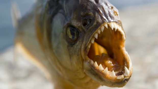 Poucos animais resistem aos dentes afiados da piranha amazônica