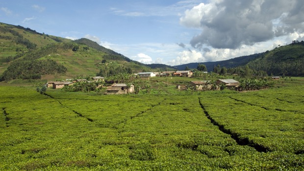 Plantação de chá às margens do rio Congo: a intensificação do uso da terra teve grande impacto na floresta