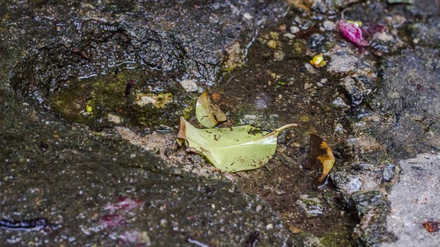 <p>Detalhe de uma das nascentes do Rio Saracura, no fim da Rua Dr. Seng, na Bela Vista</p>