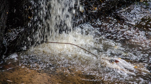 <p>O Rio das Corujas é um dos poucos rios destamponados de São Paulo</p>