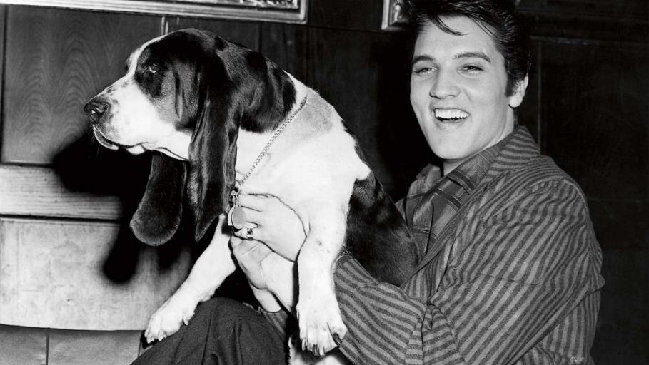 Elvis Presley cai nas graças de amigo canino anônimo