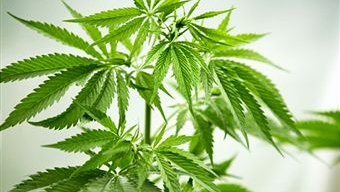 Detalhe das folhas da maconha