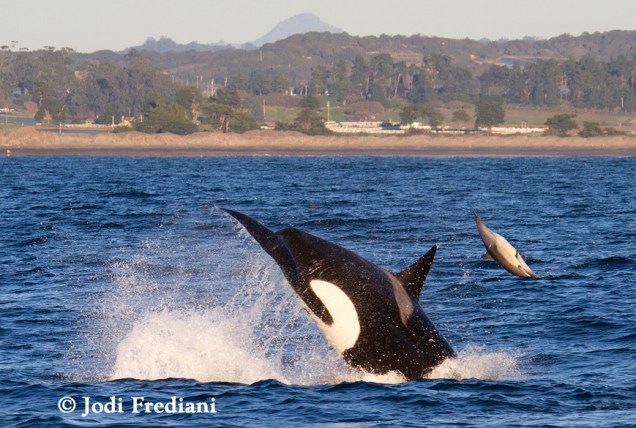 <p>Flagrante do momento que uma baleia ataca golfinhos em Monterey Bay, na Califórnia</p>