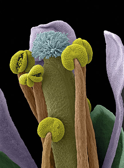 <p>Arabidopsis thaliana, flor nativa da Eurásia. Imagem foi capturada em um scanner microscópico eletrônico</p>