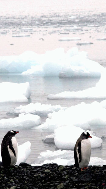 <p>Pinguins na Baía do Almirantado, proximo à Estação do Brasil na Antártica Comandante Ferraz (2004)</p>