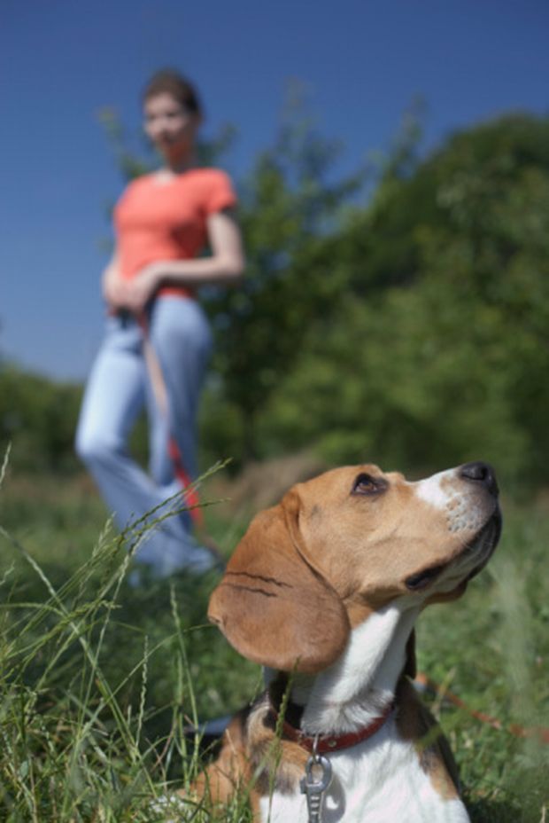 Encoleirado: o estudo alerta para a importância de manter os cães sob controle em áreas de preservação ambiental