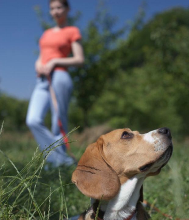 Encoleirado: o estudo alerta para a importância de manter os cães sob controle em áreas de preservação ambiental