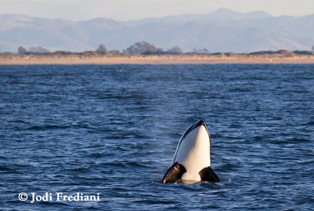 <p>Flagrante do momento que uma baleia ataca golfinhos em Monterey Bay, na Califórnia</p>
