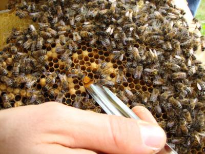 Grupo de abelhas produtoras de mel estudadas por equipe do Wellesley College