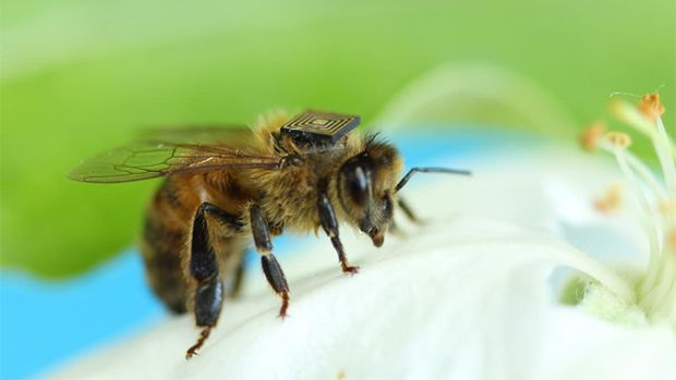 Pequeno sensor vai permitir que os pesquisadores monitorem a atividade das abelhas em tempo real