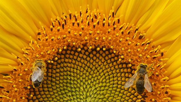 Pesquisadores apontaram diferenças no comportamento das abelhas sobretudo em relação à busca por comida