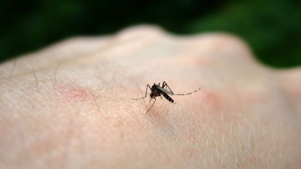 'Aedes aegypti'