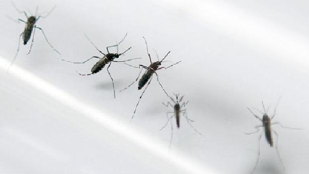 O mosquito Aedes aegypti , que transmite os vírus da dengue, zika e chikungunya