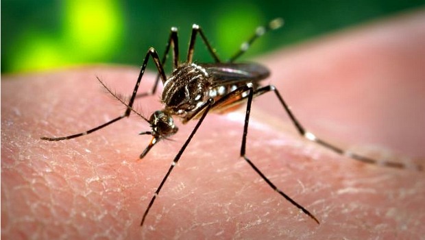 Mosquito 'Aedes aegypti', transmissor da dengue, também passa o vírus chikungunya