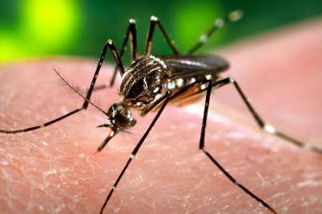 O inseto alterado em laboratório compete com o macho selvagem para procriar mosquitos incapazes de transmitir a dengue