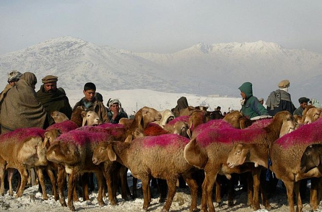 As costas das ovelhas foram pintadas para chamar a atenção para o festival Eid-ul-Adhaa, comemorado por mulçumanos de todo o mundo.