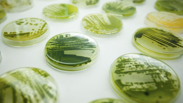 Cosmético por acaso: material de laboratório com as microalgas que produzem a substância que a fabricante Solazyme, de San Francisco, diz proteger a pele