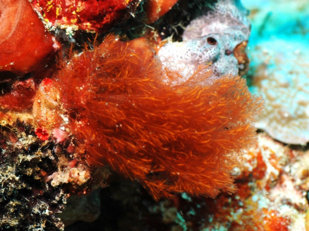 As algas vermelhas possuem um composto que poderá substituir a heparina animal