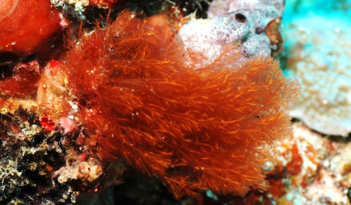 As algas vermelhas possuem um composto que poderá substituir a heparina animal