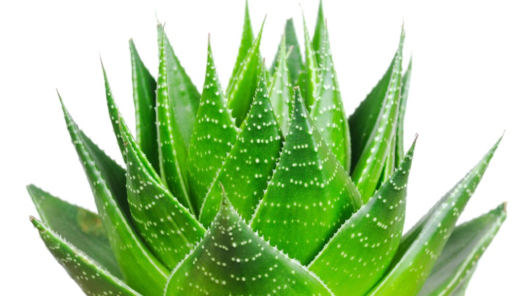 Aloe vera: alimentos e bebidas feitos com a planta, que é mais conhecida como babosa, são proibidos pela Anvisa