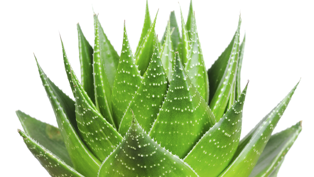 Aloe vera: alimentos e bebidas feitos com a planta, que é mais conhecida como babosa, são proibidos pela Anvisa