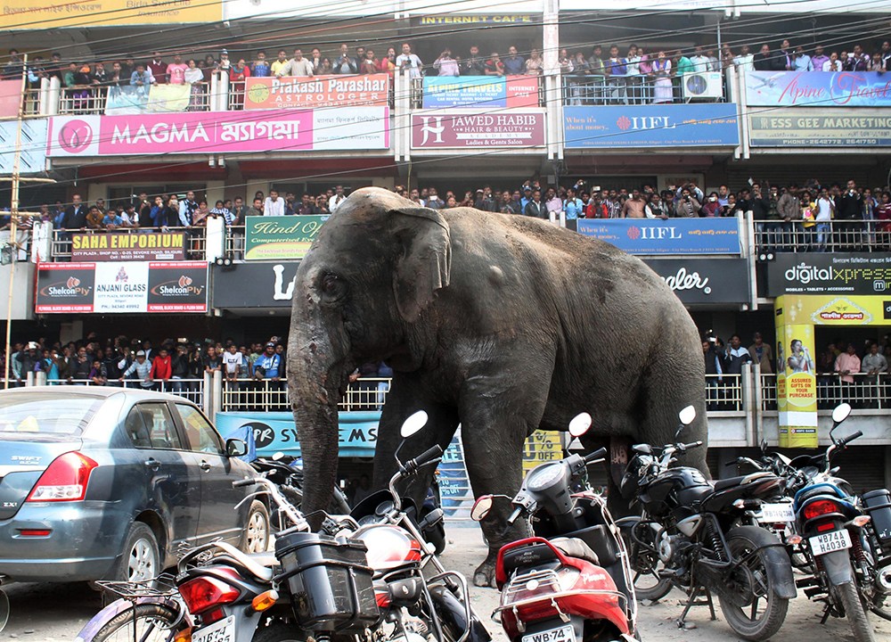 Elefante caminha pelas ruas de Siliguri, na Índia