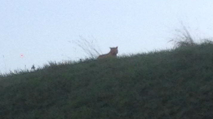 A prefeitura de Montévrain, nos arredores de Paris, publicou uma foto do felino avistado pelos moradores locais