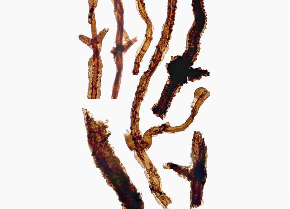 Não se pode dizer que o fungo, chamado Tortotubus, foi o primeiro organismo a habitar a terra, mas é o organismo mais antigo já visto a viver nesse ambiente