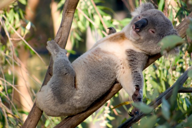 <p>O primeiro lugar ficou com os coalas. Um estudo publicado este ano sugere que eles abraçam os galhos das árvores para resfriar seu organismo</p>