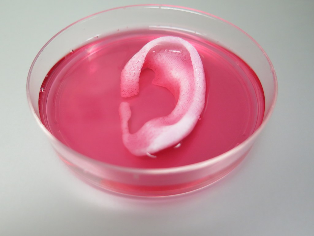Estrtura completa de uma orelha feita em impressora 3D pelos cientistas