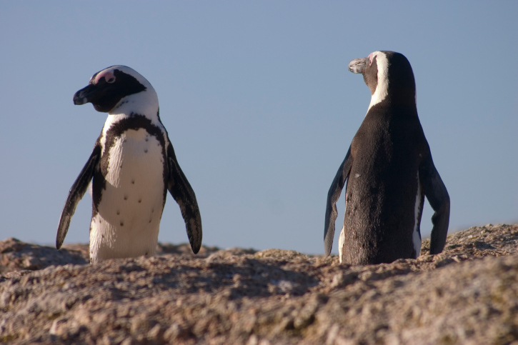 O pinguim africano é nativo da costa sul-africana e da Namíbia