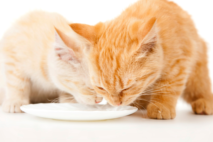 É possível oferecer alguns agrados para o gato, como iogurte desnatado, queijos e ovos cozidos, sem colocar em risco a sua saúde