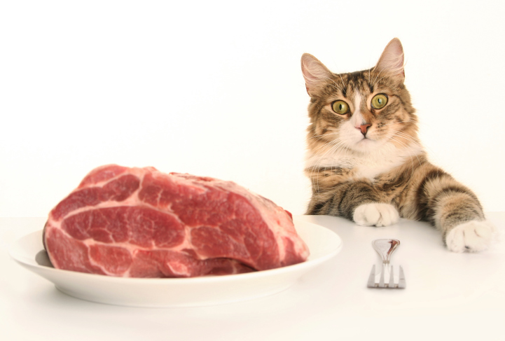 gato