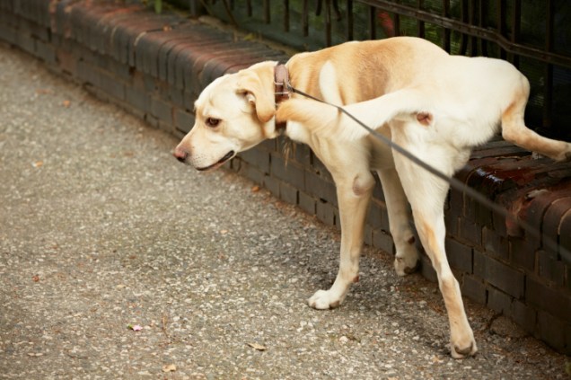 <p>Nono lugar:Os cães alinham os corpos com o campo magnético da Terra quando fazem suas necessidades. A pesquisa rendeu aos autores um prêmio Ig Nobel, o Nobel "alternativo", uma sátira do prêmio original.</p>