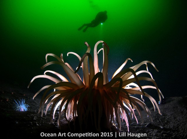 <p>Ganhadora da categoria Águas Frias, a fotografia feita por Lill Haugen mostra um tipo de anêmona em Oslo Forj, na Noruega.</p>