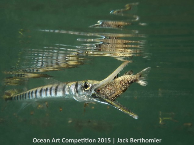 <p>Jack Berthomier foi ganhador da categoria Comportamento (com câmera compacta) ao apresentar um Tylosorus crocodulis (no Brasil conhecido como zambaio) engolindo um peixe menor em Noumea, na Nova Caledônia.</p>