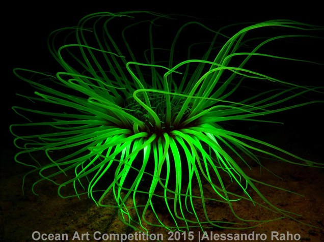 <p>Outra espécie de anêmona, mas fluorescente, feita por Alessandro Raho em Noli, na Itália, recebeu primeiro lugar na categoria Macro (com câmera compacta). </p>